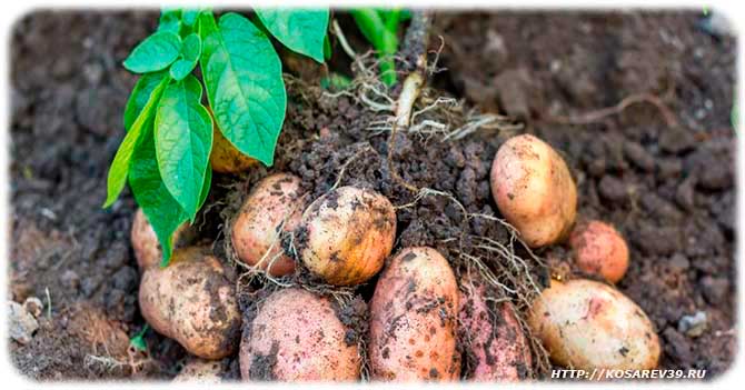 Как выращивать картофель