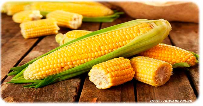 Полезный состав кукурузы