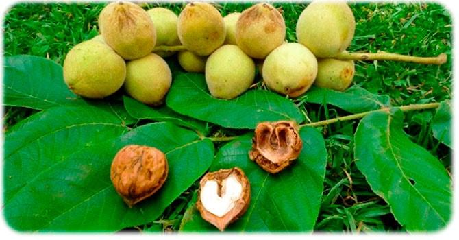 Плоды маньчжурского ореха