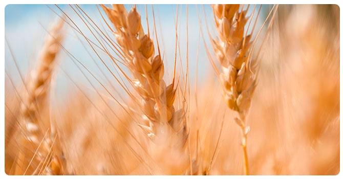 Ростки пшеницы